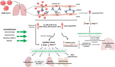 Small Resistance Artery Disease and ACE2 in Hypertension: A New Paradigm in the Context of COVID-19